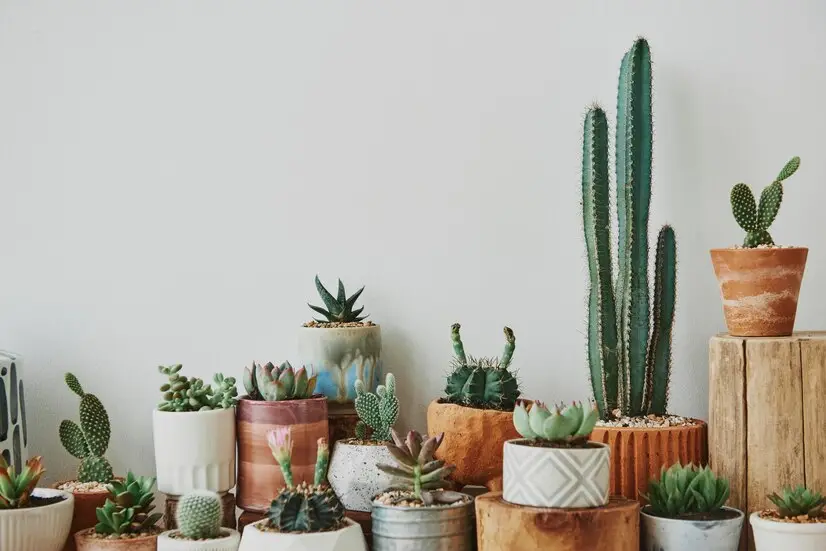 Low-Maintenance Cacti Collection